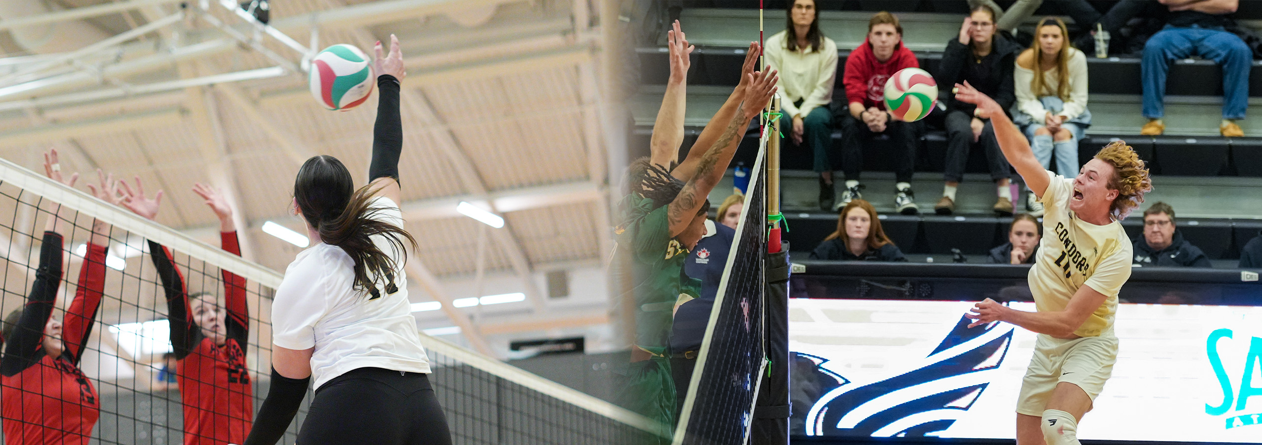 A split photo banner with a female and male volleyball player spiking volleyballs. 